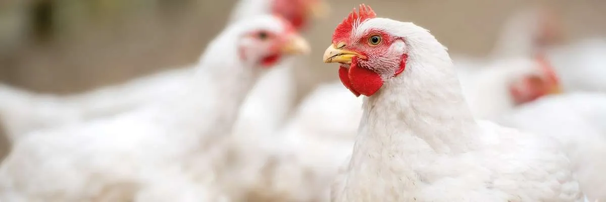 Intoxicação de aves por salmonella preocupa cadeia produtiva
